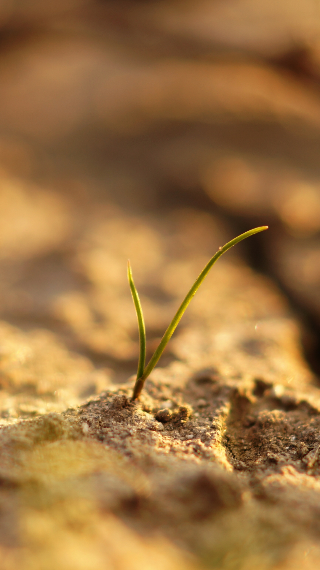 Organik Tarım Üretim Merkezi